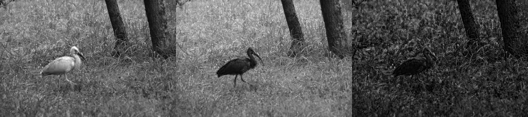 ibis_result
