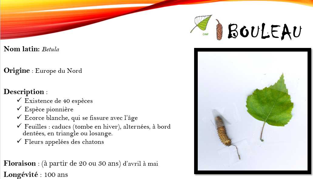 Bouleau