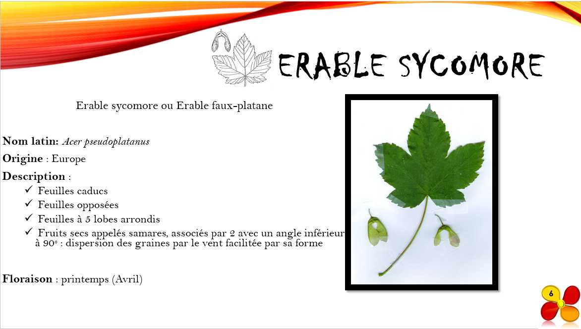 Erable_Sycomore