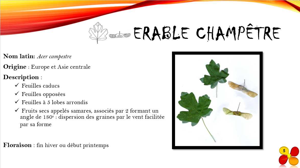 Erable_champetre