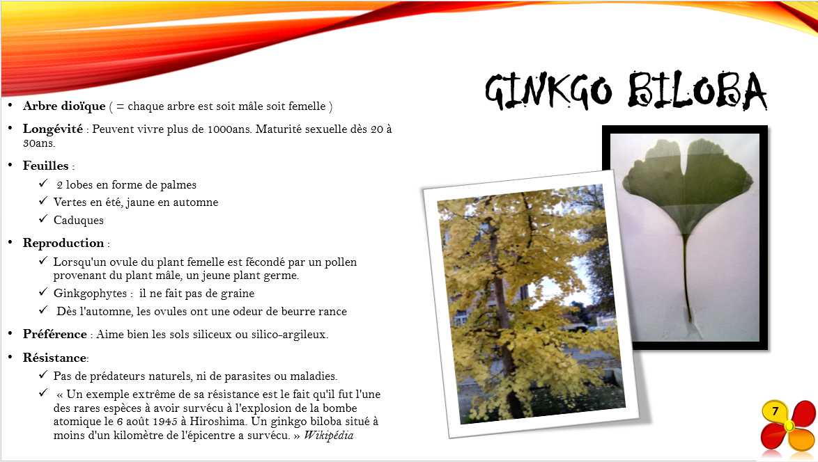 Ginkgo_biloba