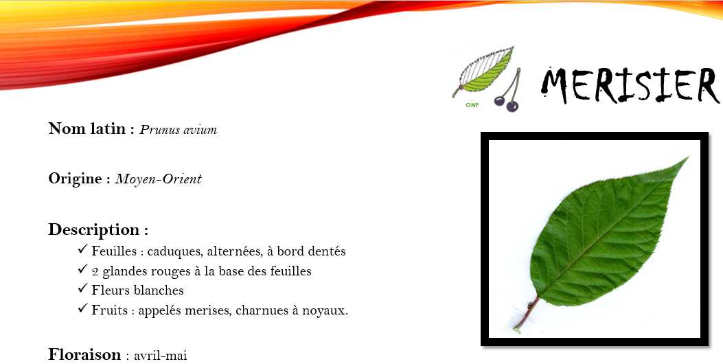 Merisier