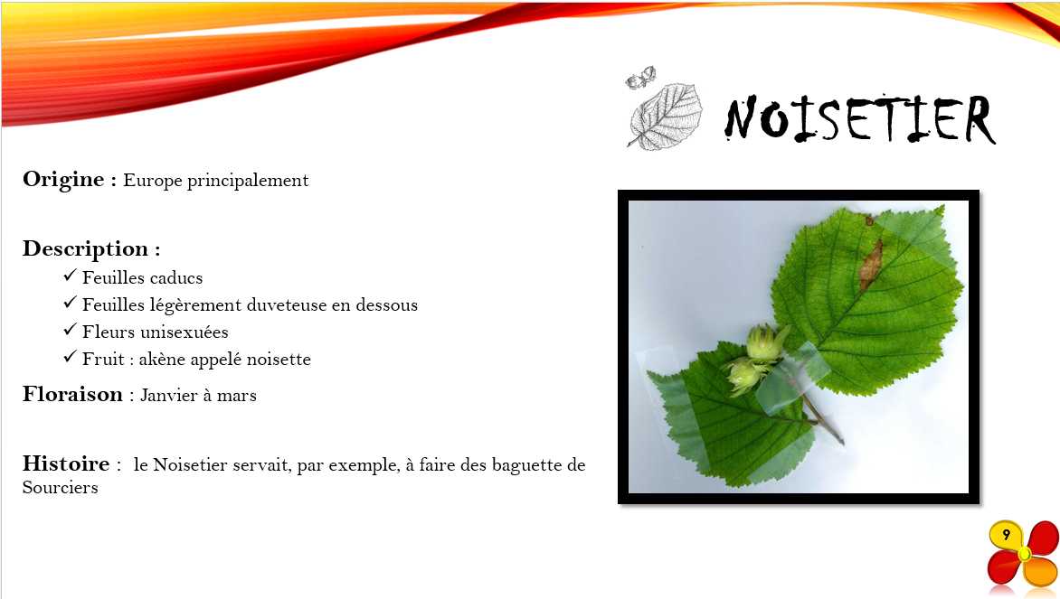 Noisetier_