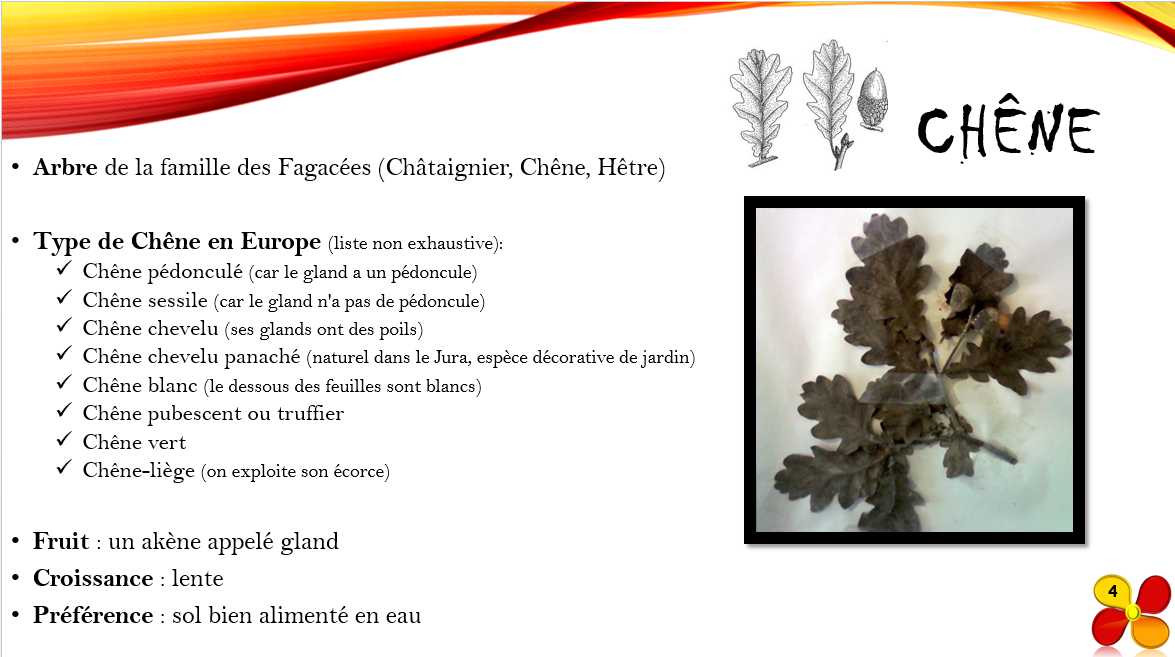 chene_