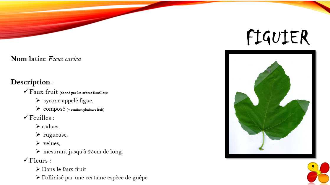 figuier
