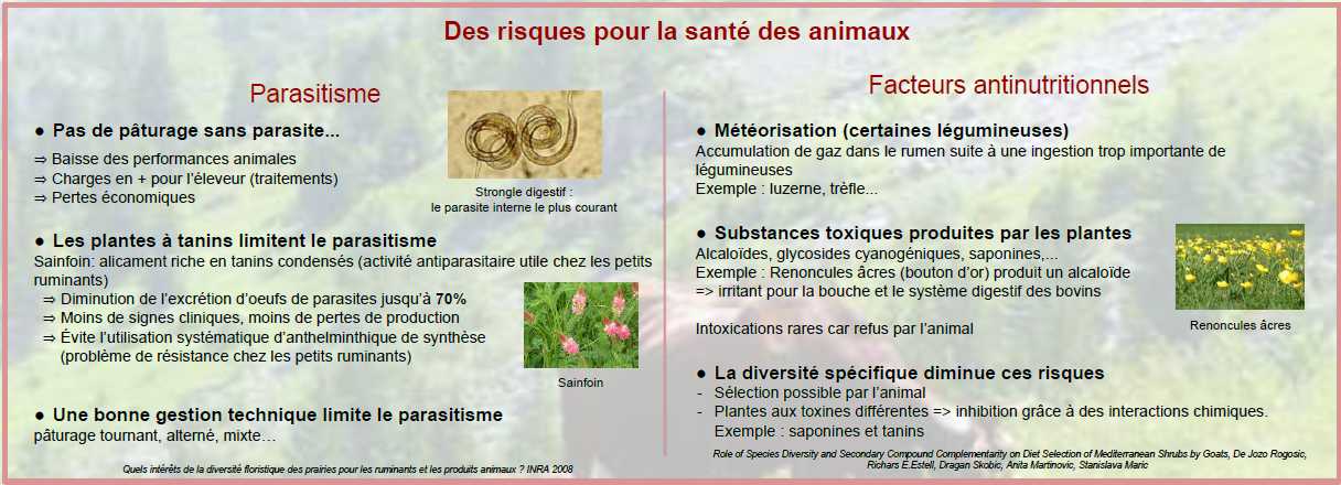 Valorisation_des_prairies_naturelles2