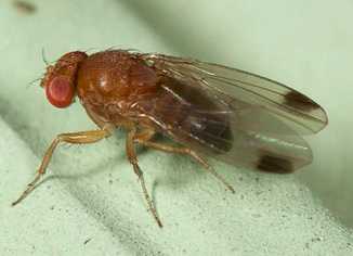 Drosophile_suzukii